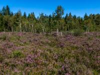 Blühende Besenheide bis zum Waldrand